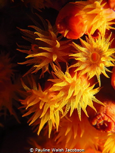 Orange Cup Coral, Tubastraea coccinea, U.S. Virgin Islands by Pauline Walsh Jacobson 